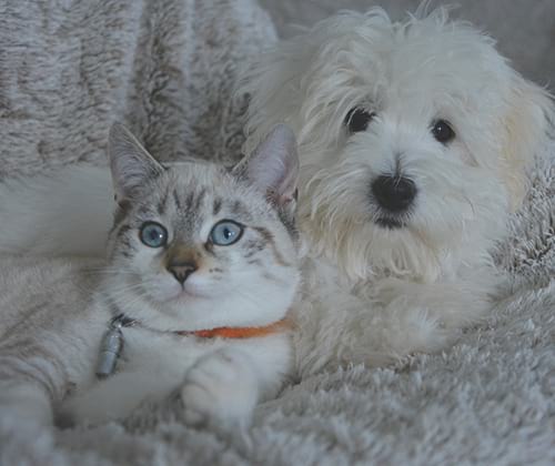 Assurance chien et chat