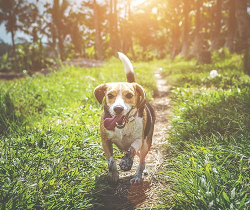 Avantages assurance chien et chat