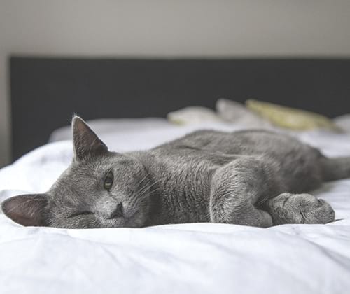 Les bonnes raisons de choisir une assurance pour chat santévet