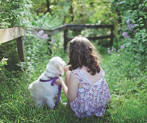 Assurance pour chien